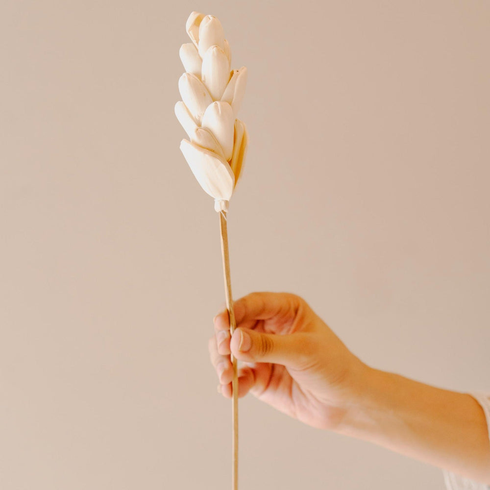 Artecasa Akondo Dried Flower Sticks White | Long-Lasting Natural Decor Stems for Home Styling – ArteCasa
