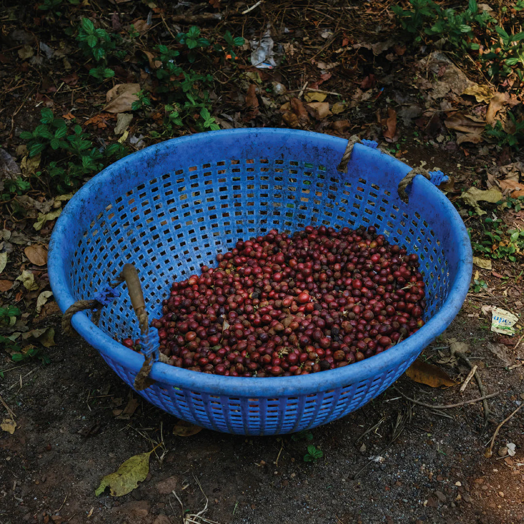 Bili Hu Black Honey Vienna Roast