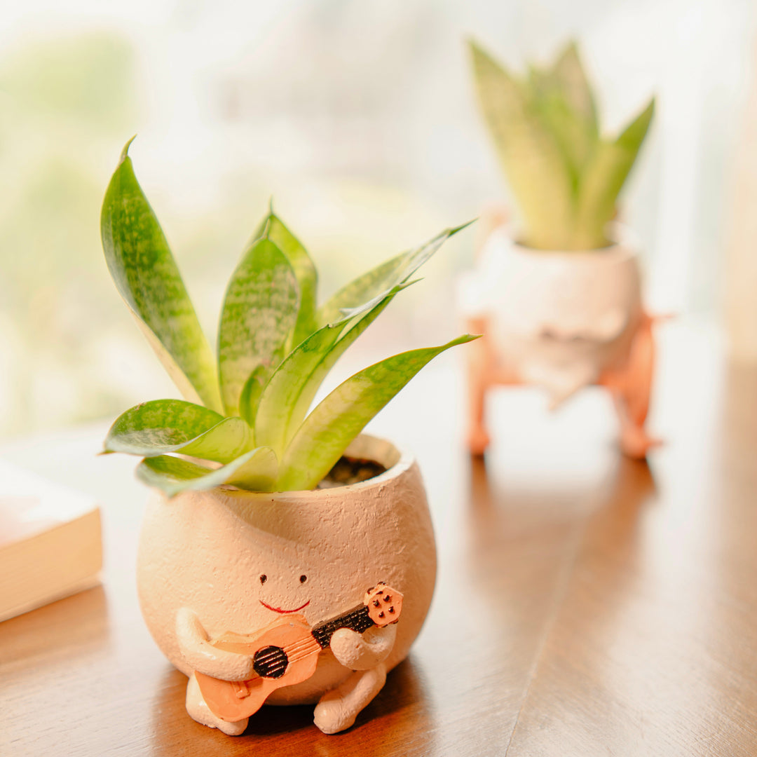 The Jazzy Planter - https://artecasa.in/