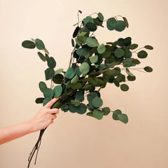 Natural  Eucalyptus Stems – Decorative Floral Arrangement