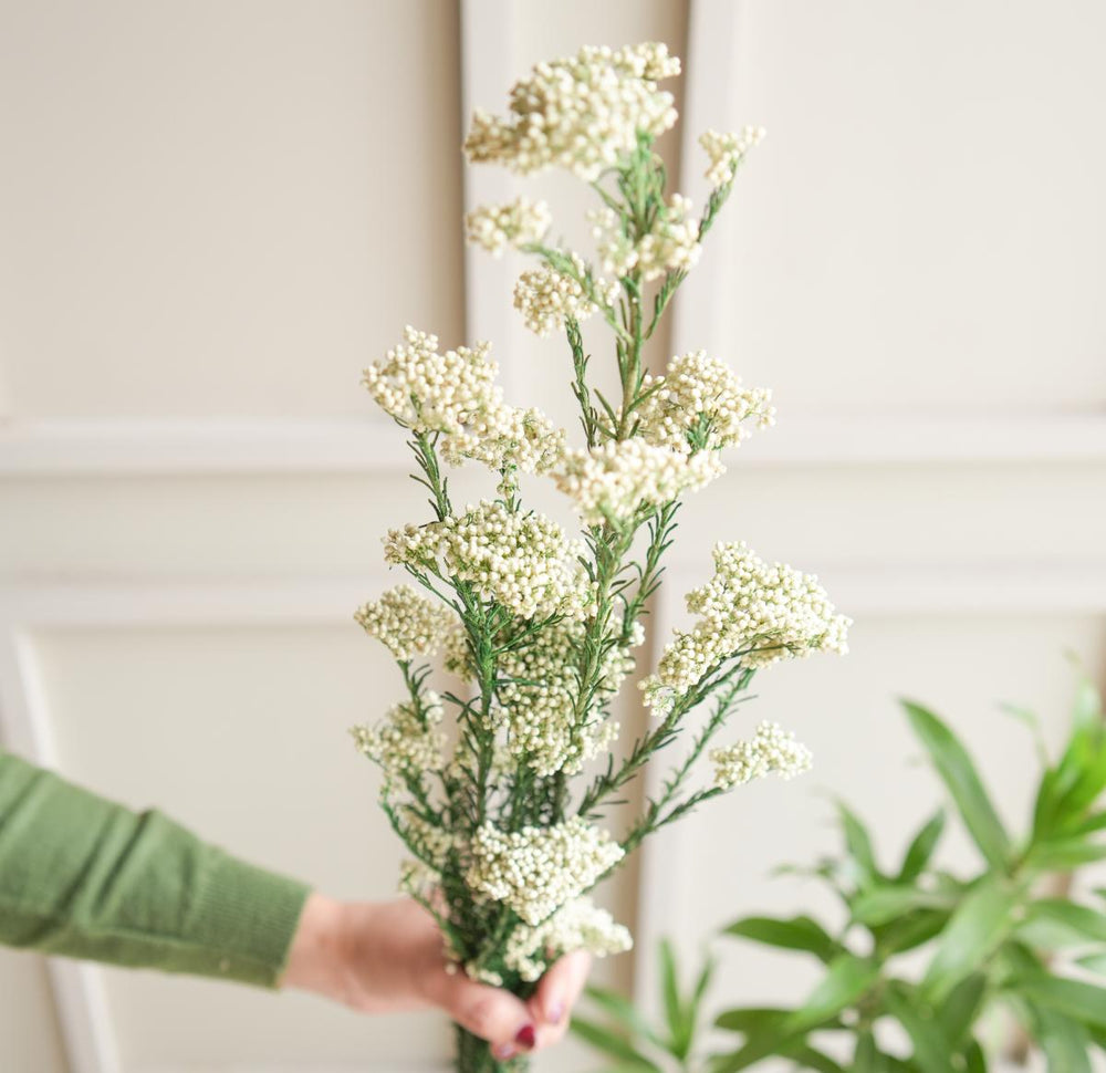 White Rice Flower Dried Bunch | Elegant Natural Dried Flowers for Home Decor & Gifting – ArteCasa