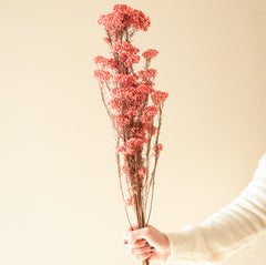 Dark Pink Rice Flower Dried Bunch | Aesthetic Natural Dried Flowers for Home Decor & Gifting – ArteCasa