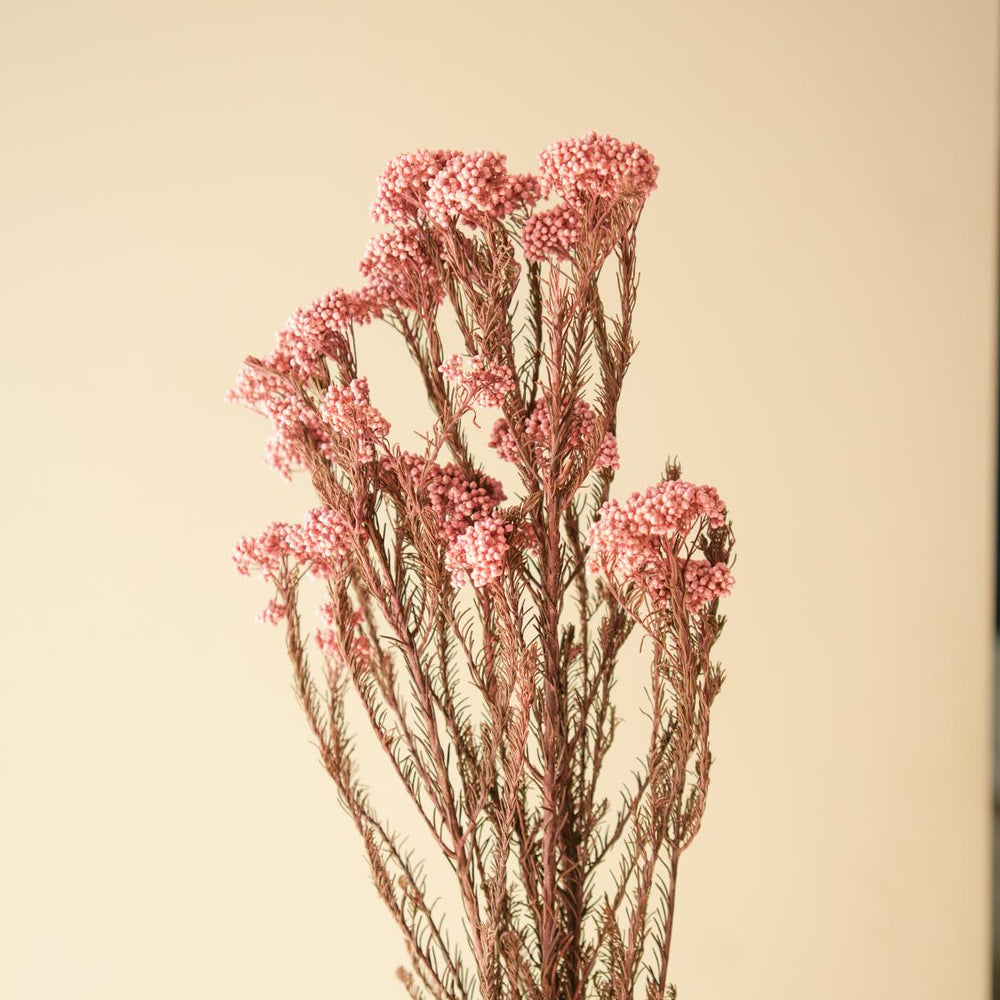 Light Pink Rice Flower Dried Bunch | Aesthetic Natural Dried Flowers for Home Decor & Gifting – ArteCasa
