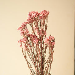 Light Pink Rice Flower Dried Bunch | Aesthetic Natural Dried Flowers for Home Decor & Gifting – ArteCasa