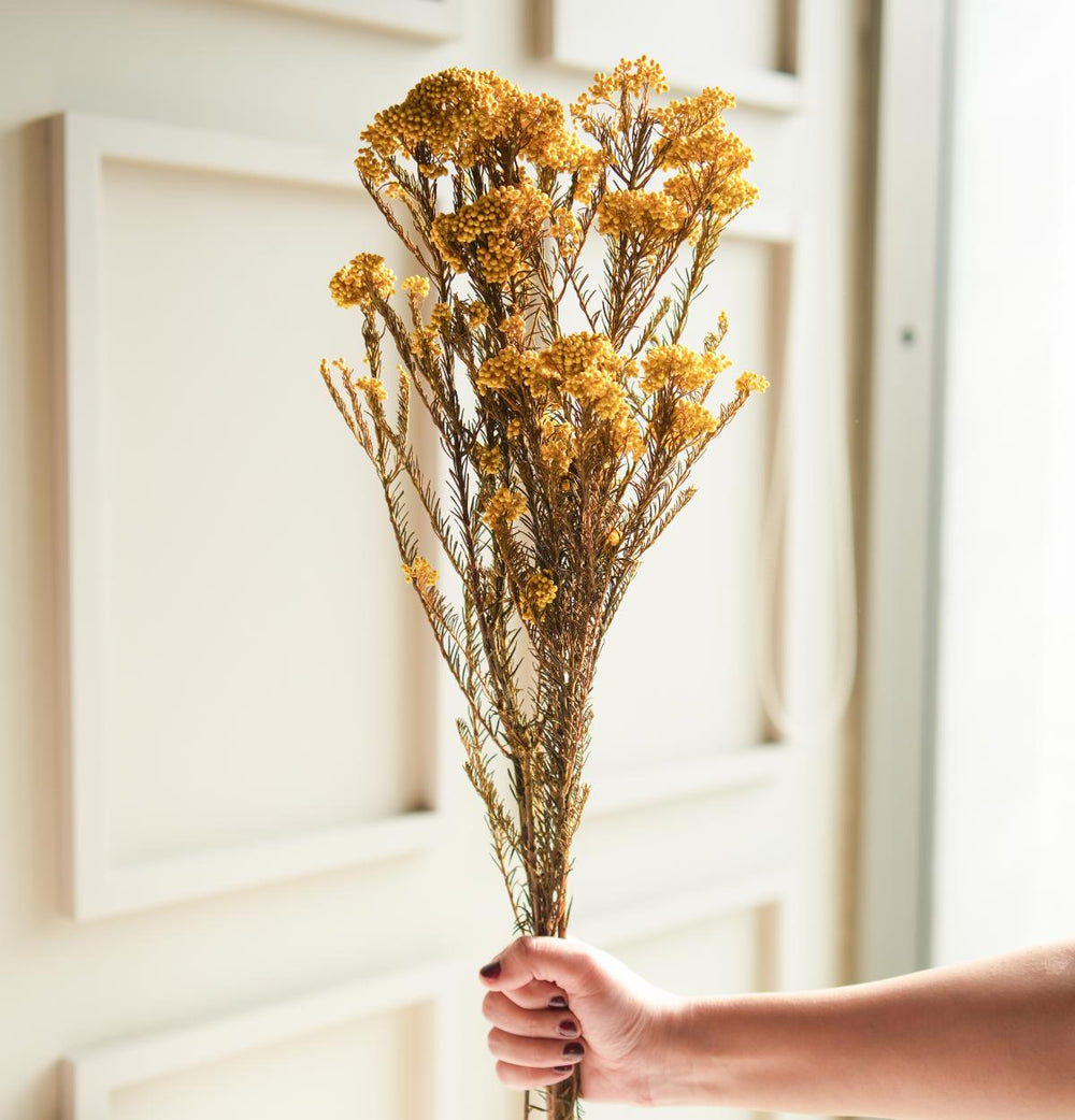 Yellow Rice Flower Dried Bunch | Natural Aesthetic Dried Flowers for Home Decor & Gifting – ArteCasa