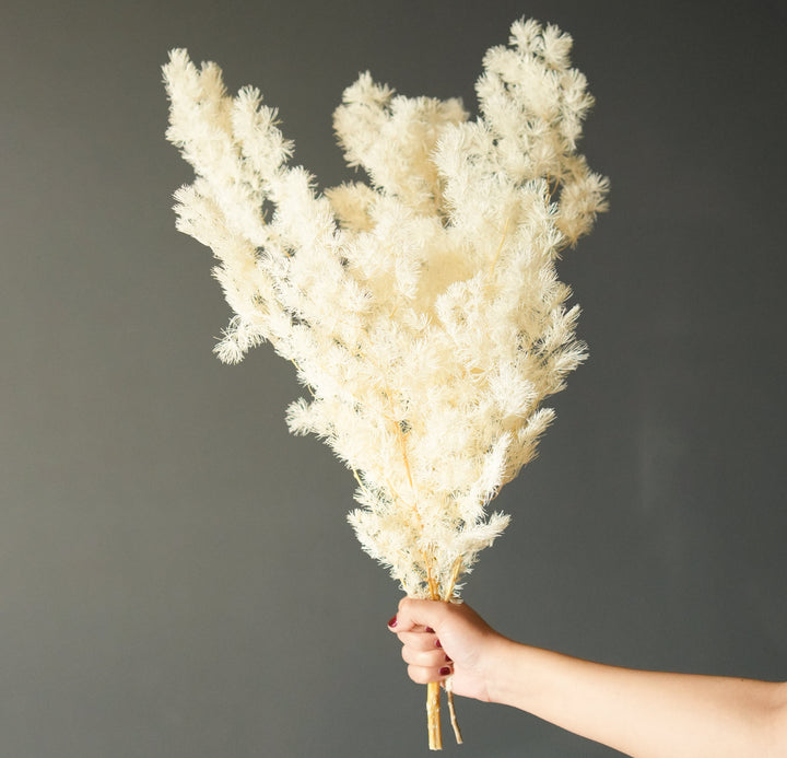 asparagus fern-white - https://artecasa.in/