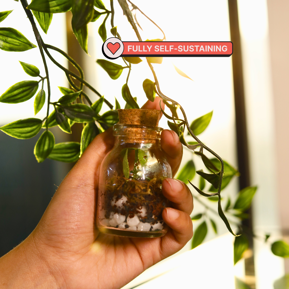DIY Mini Terrarium Kit