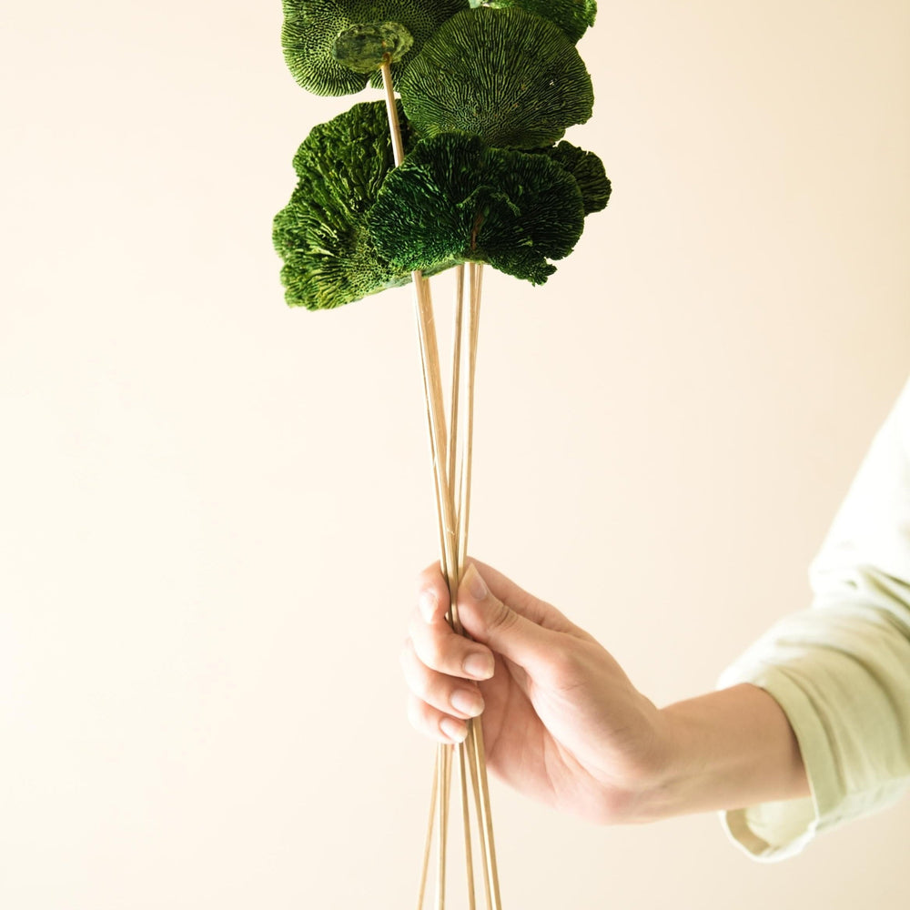 Green Sponge Mushroom | Dried Flower Décor