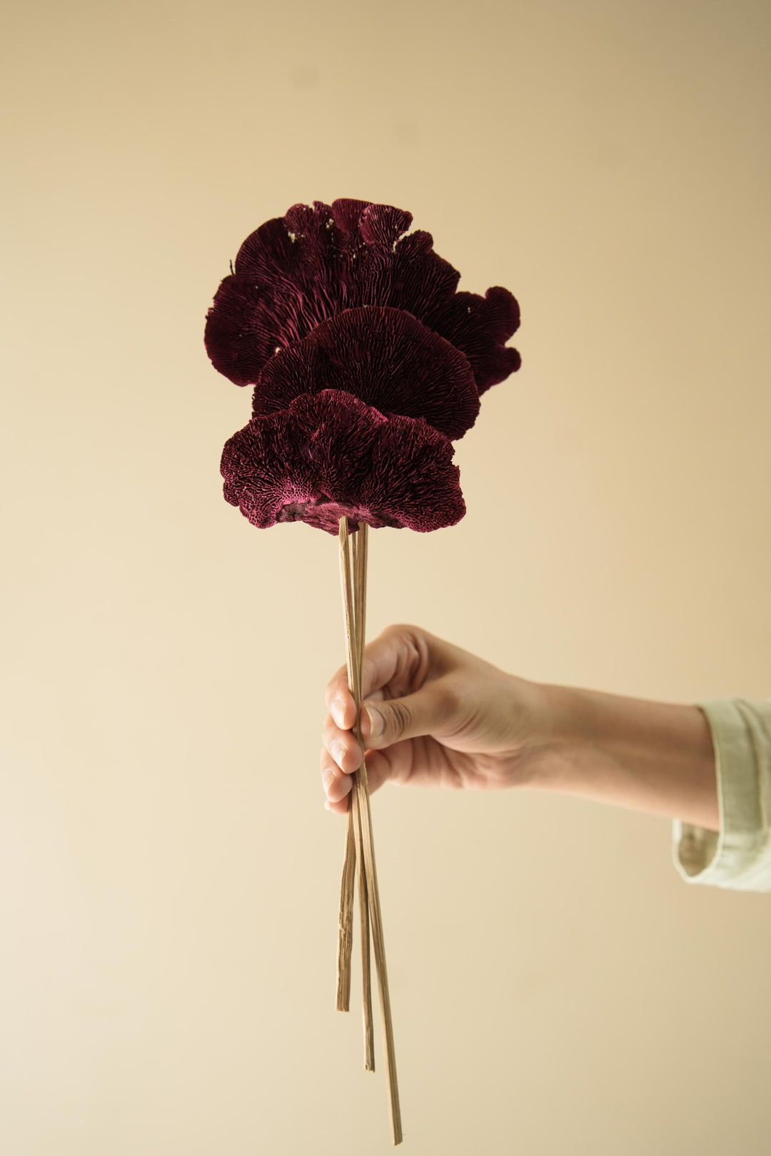 Red Sponge mushroom - https://artecasa.in/