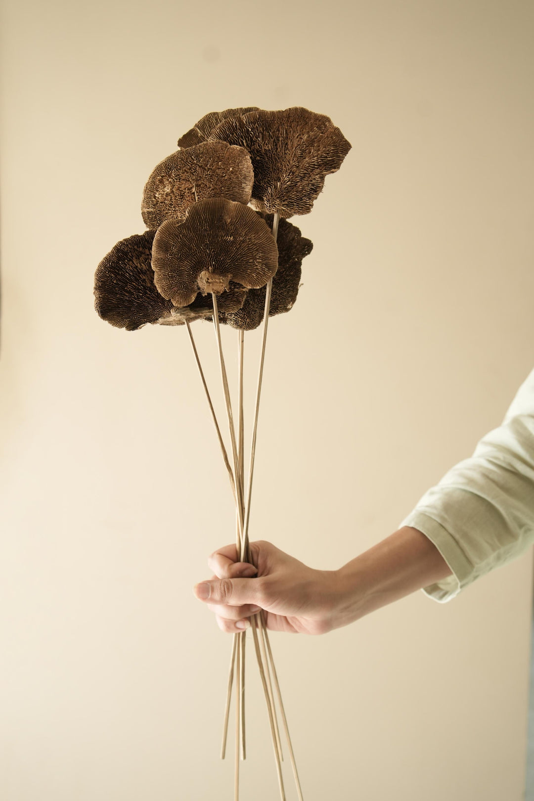 Natural Sponge mushroom - https://artecasa.in/