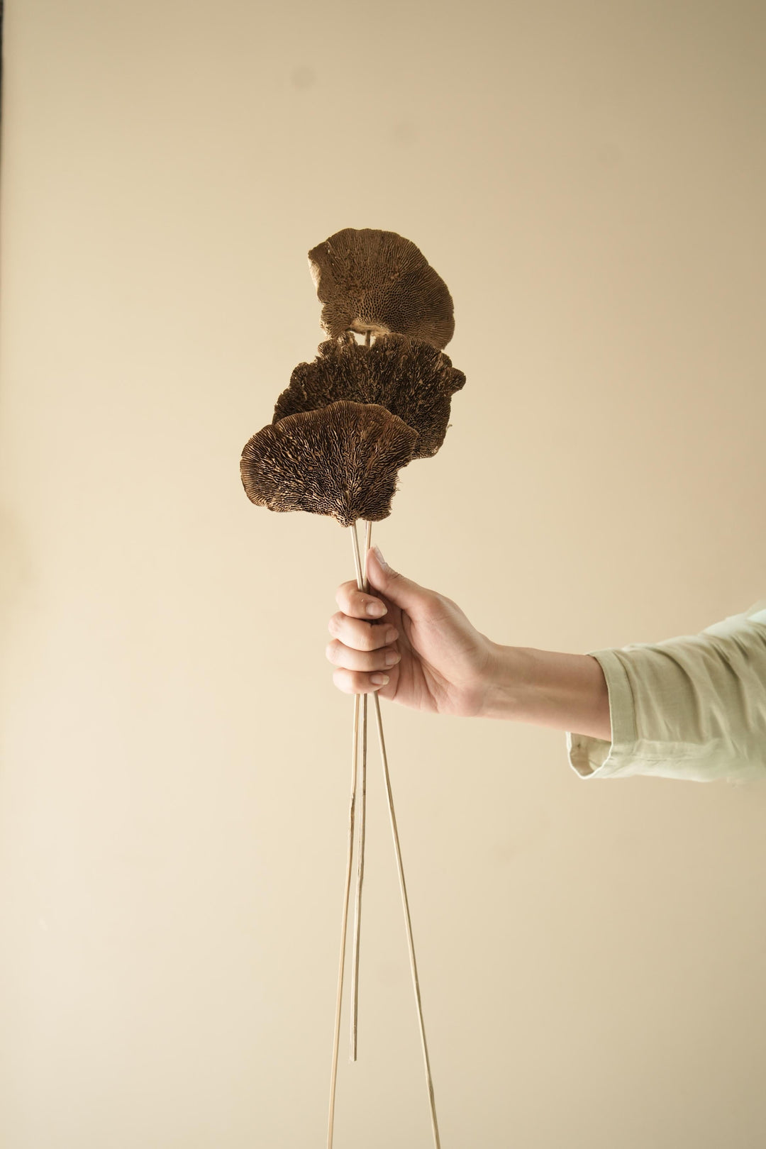 Natural Sponge mushroom - https://artecasa.in/