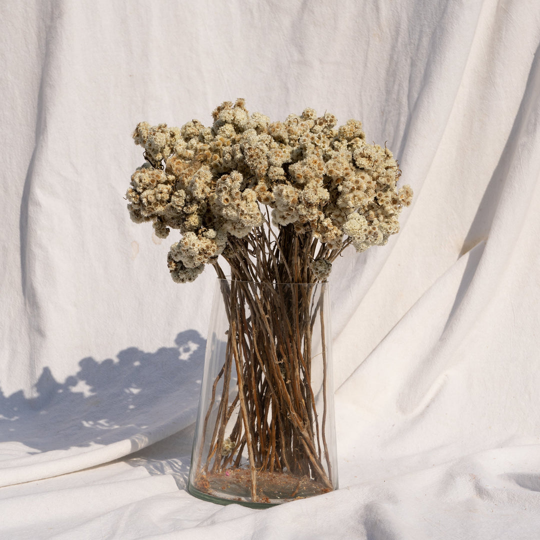 Muun Home Natural Dried Daisy Flower Bunch