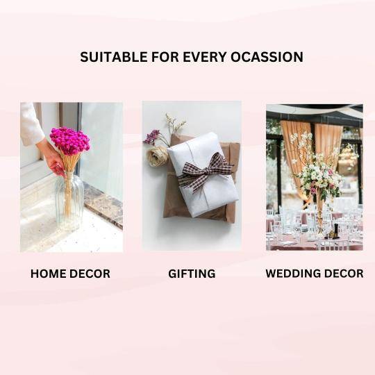 gomphera set of 25 stems -Dark pink - https://artecasa.in/