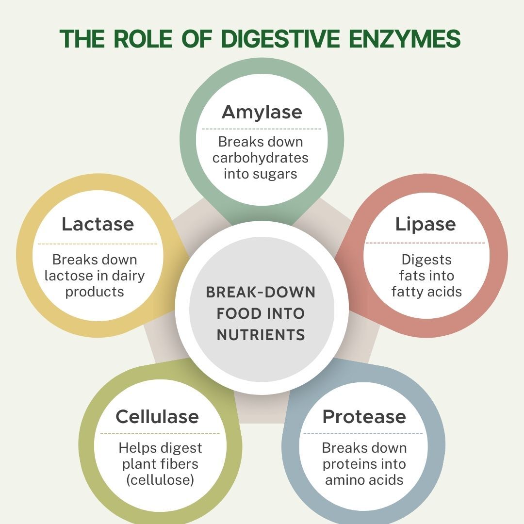Digestive Enzymes with Bromelain 840mg | Multi Enzyme Blend Supplement | 90 Veg Capsules