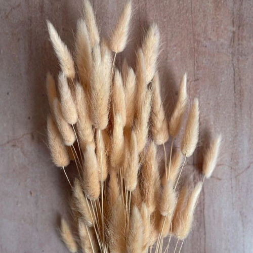 Pompons Soleil – Yellow Bunny Tail Flower Bunch