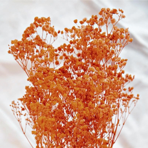Nuage de Gypsophile – Preserved Baby’s Breath Flowers