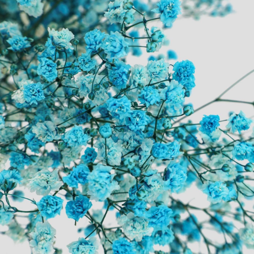 Nuage de Gypsophile – Preserved Baby’s Breath Flowers