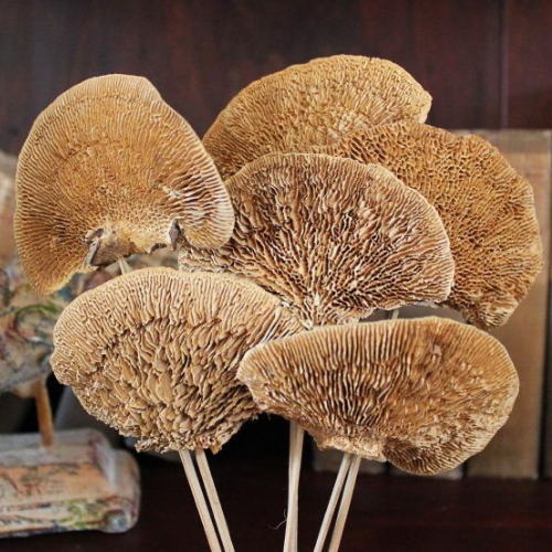 Tresor des Bois – Golden Sponge Mushroom Stems