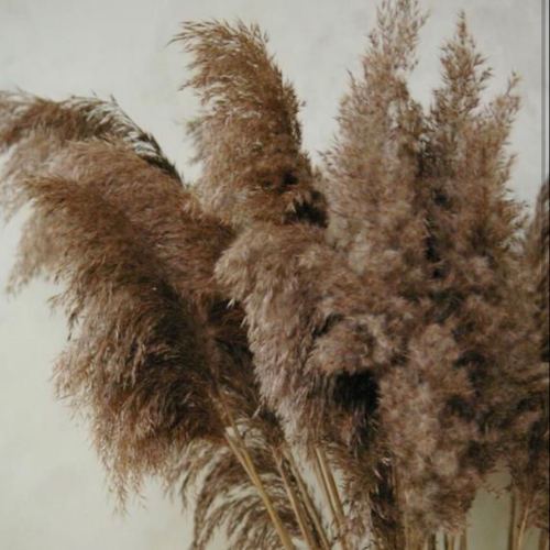 Plume de Nuage – Natural Pampas Grass Bunch