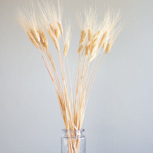 Champ Doré – Natural Dried Wheat Stems