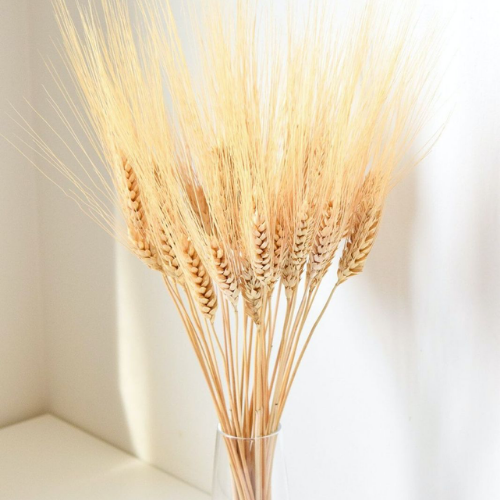 Champ Doré – Natural Dried Wheat Stems