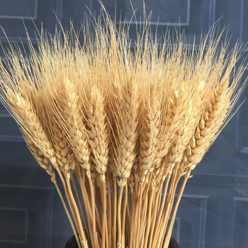 Champ Doré – Natural Dried Wheat Stems