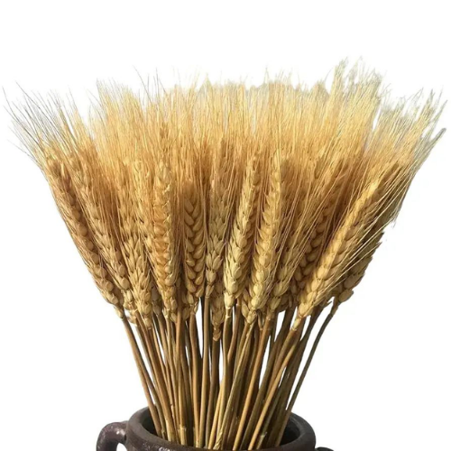 Champ Doré – Natural Dried Wheat Stems
