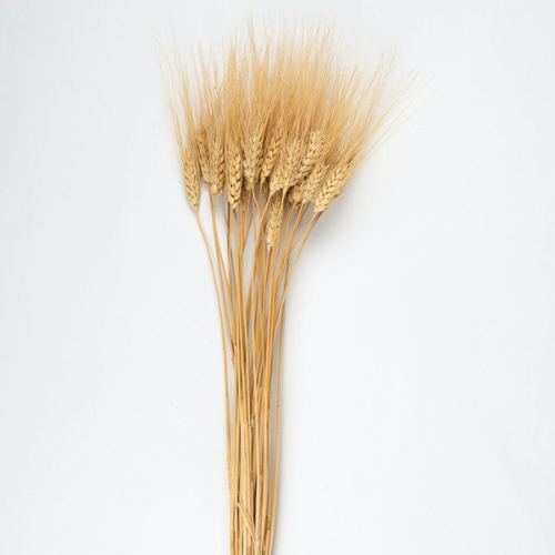 Champ Doré – Natural Dried Wheat Stems