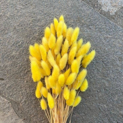 Pompons Soleil – Yellow Bunny Tail Flower Bunch