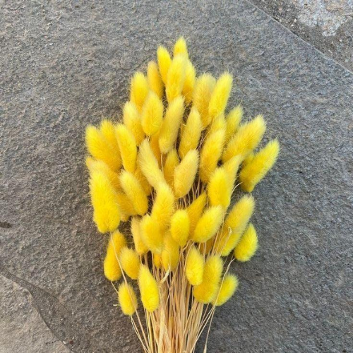 Pompons Soleil – Yellow Bunny Tail Flower Bunch