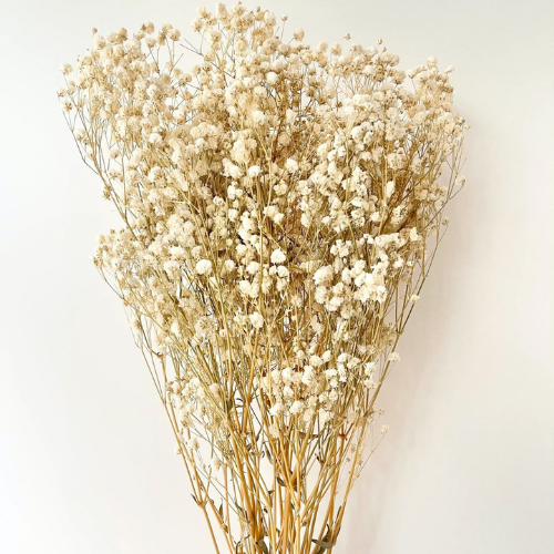 Nuage de Gypsophile – Preserved Baby’s Breath Flowers