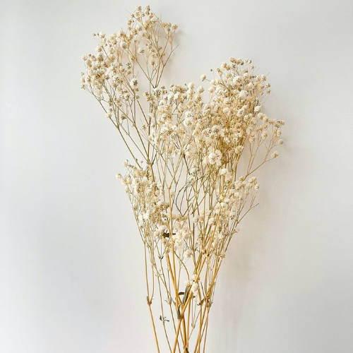 Nuage de Gypsophile – Preserved Baby’s Breath Flowers