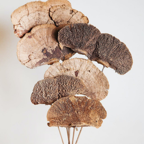Tresor des Bois – Golden Sponge Mushroom Stems
