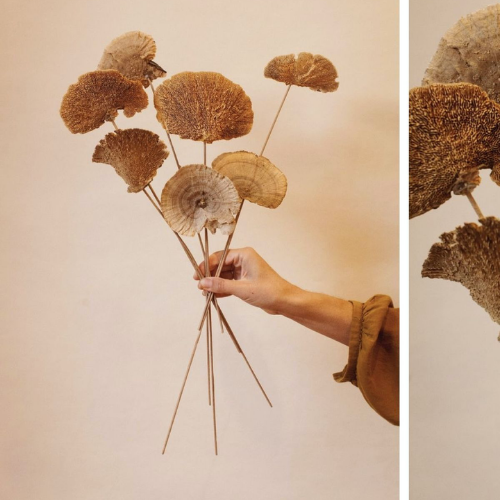Tresor des Bois – Golden Sponge Mushroom Stems