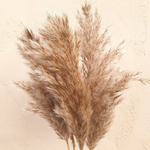 Plume de Nuage – Natural Pampas Grass Bunch