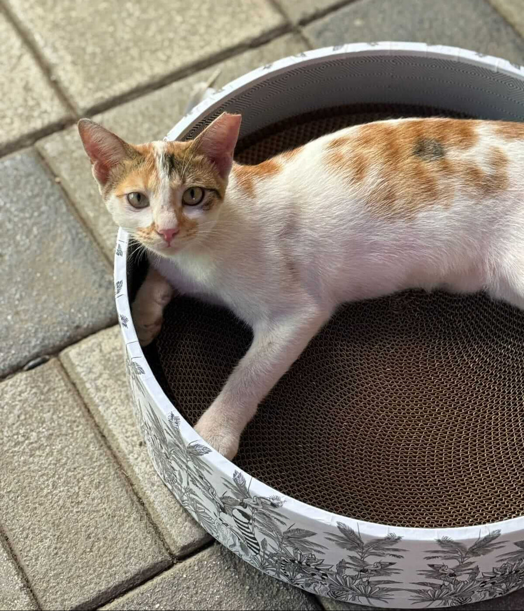 The Bella Scratch Bed - Madagascar