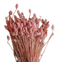 Phalaris- Pink - https://artecasa.in/