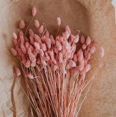 Pink Dried flowers Phalaris – Pack of 30 Stems