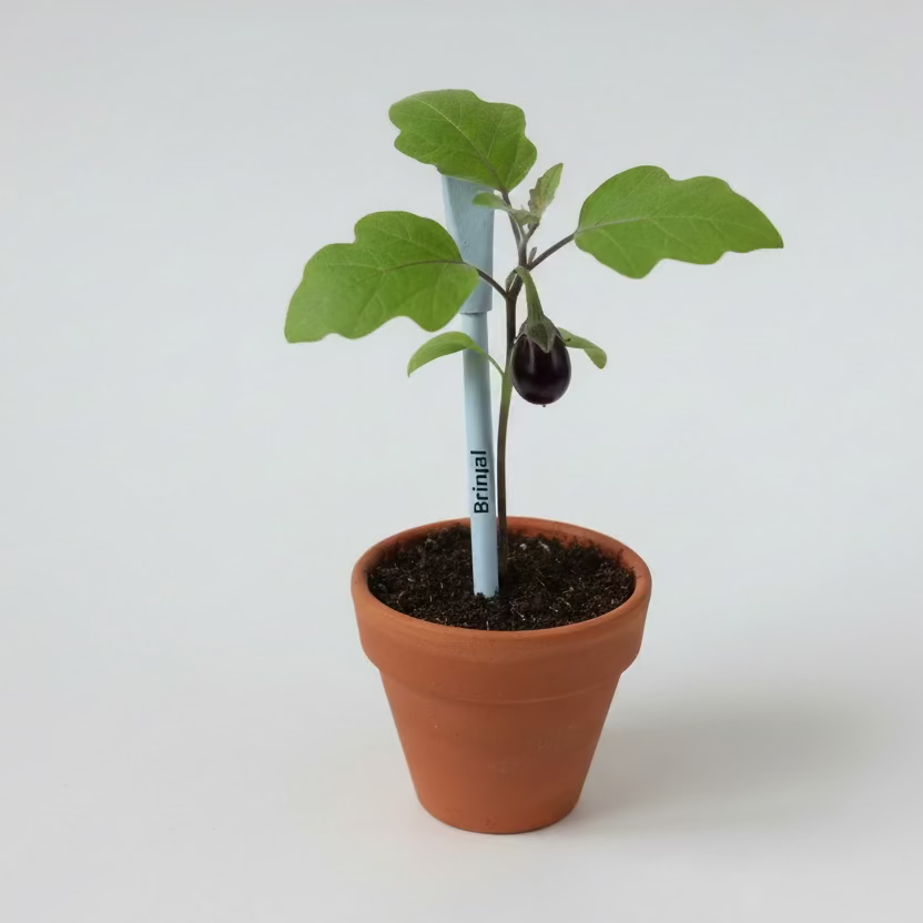 Plantable Seed pens - Premium