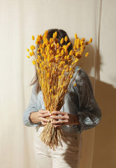 Phalaris- Yellow