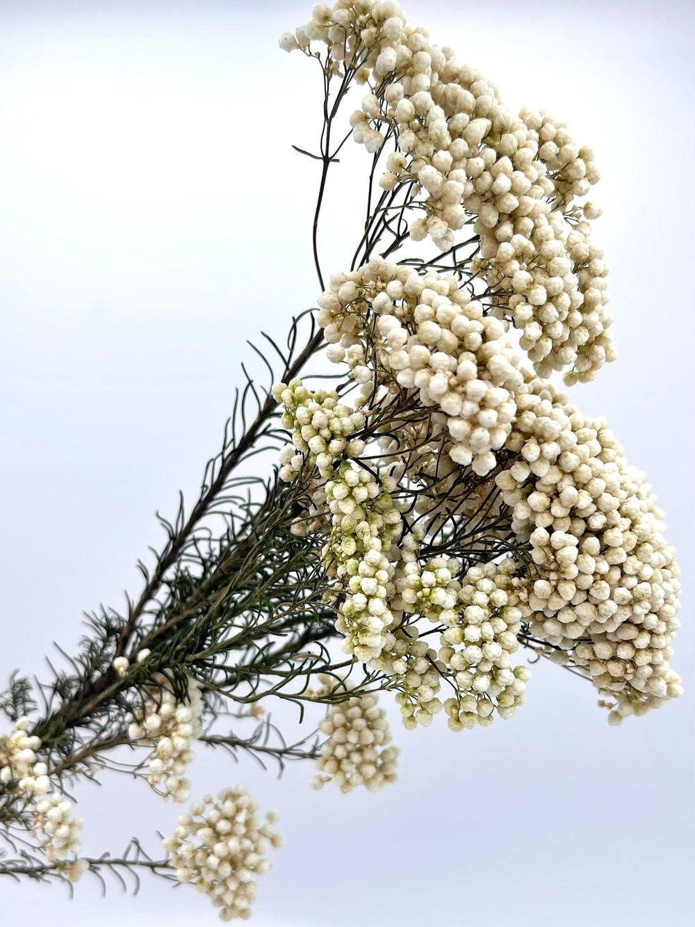 White Rice Flower Dried Flowers | Natural Dried Floral Bunch for Vase Decor