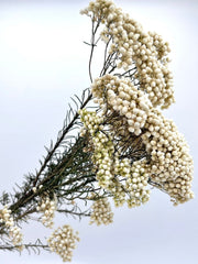 White Rice Flower Dried Flowers | Natural Dried Floral Bunch for Vase Decor