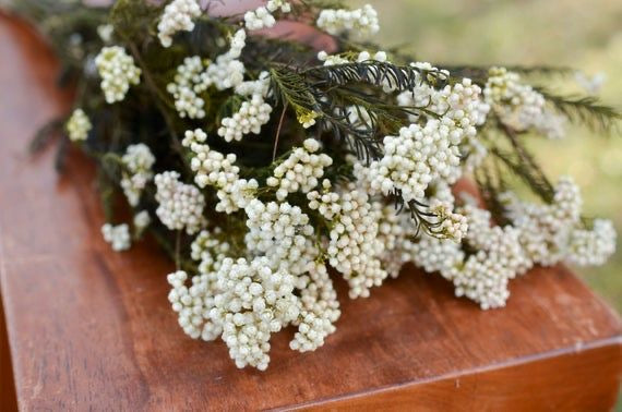 Rice flower-White