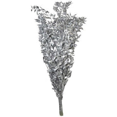 Silver Ruscus Dried Flower Bunch Décor
