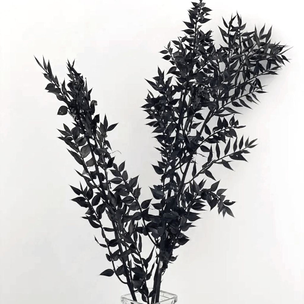 Black Ruscus Dried Flower Bunch Décor