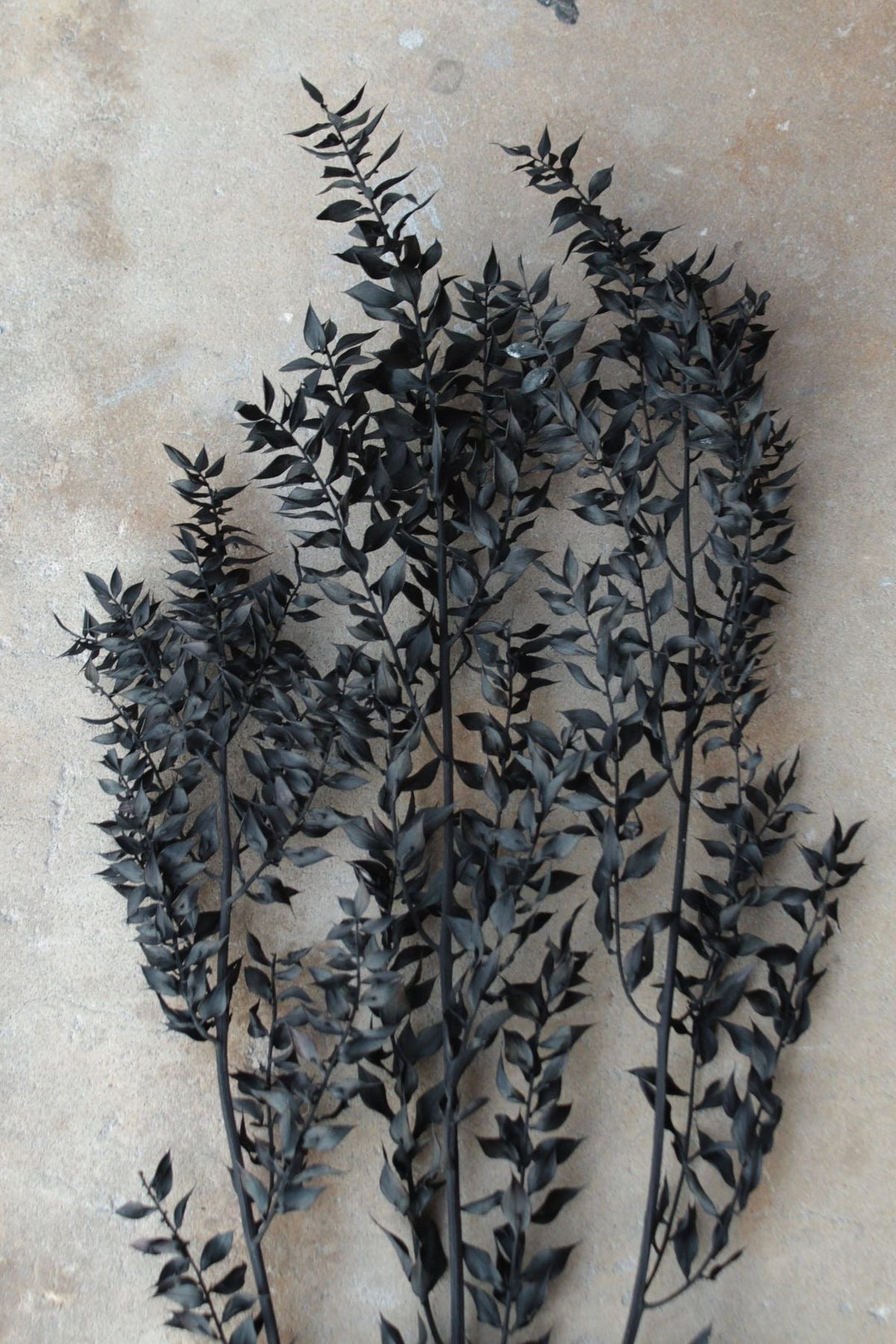 Black Ruscus Dried Flower Bunch Décor - https://artecasa.in/