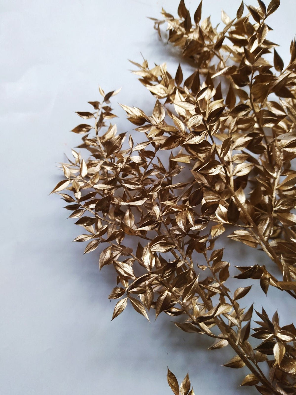 Golden Ruscus Dried Flowers | Aesthetic Decor