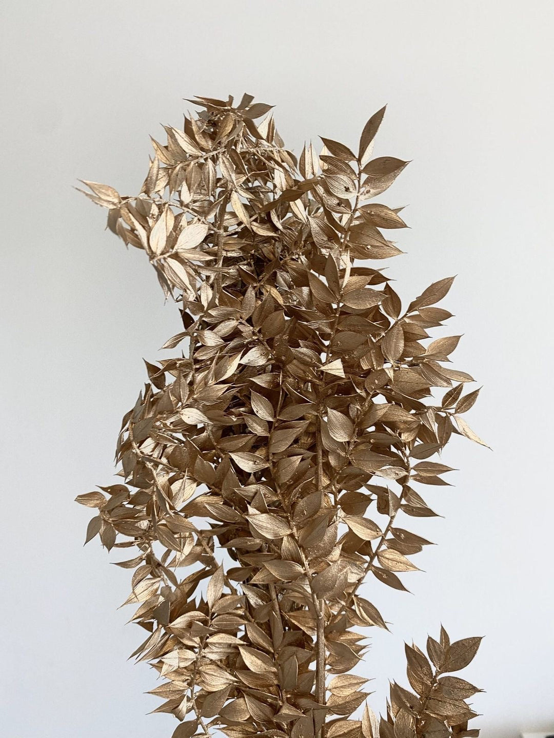 Ruscus-Golden - https://artecasa.in/