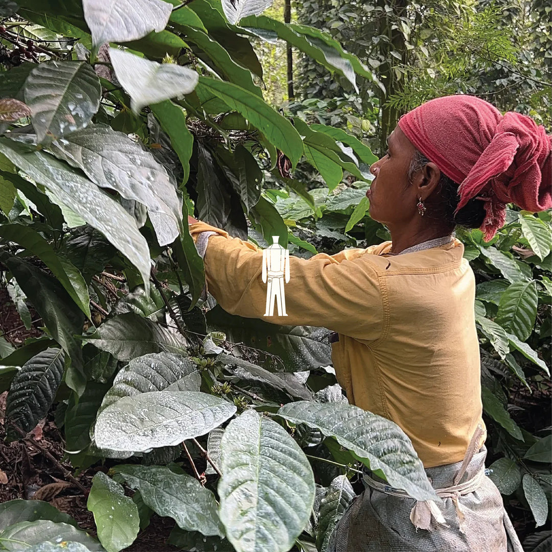 Bili Hu Colombian Decaf Coffee