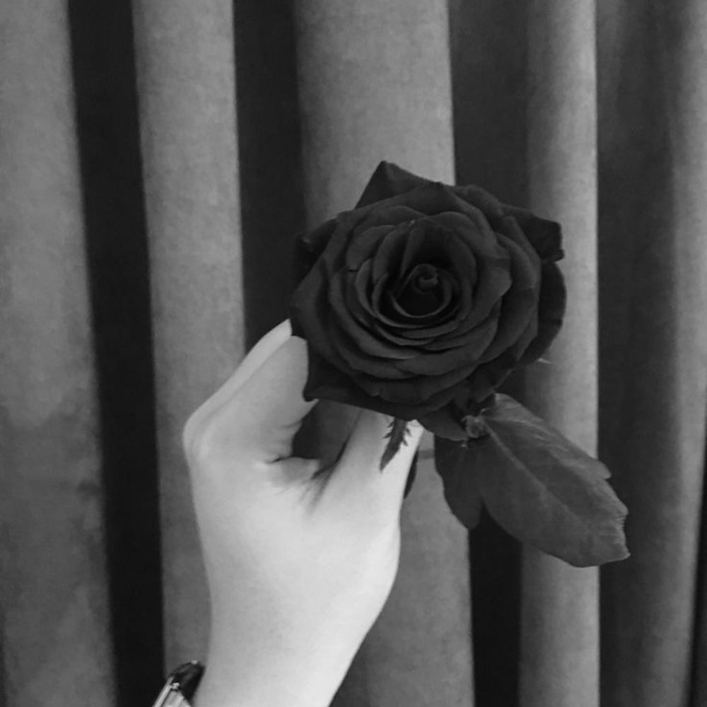 Midnight Noir Preserved Black Rose | Real Black Rose for Décor & Gifting